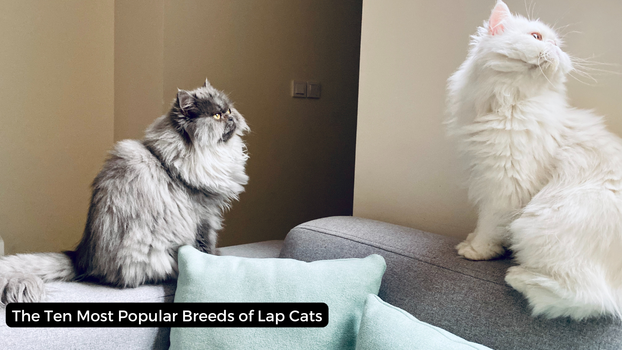 The Ten Most Popular Breeds of Lap Cats