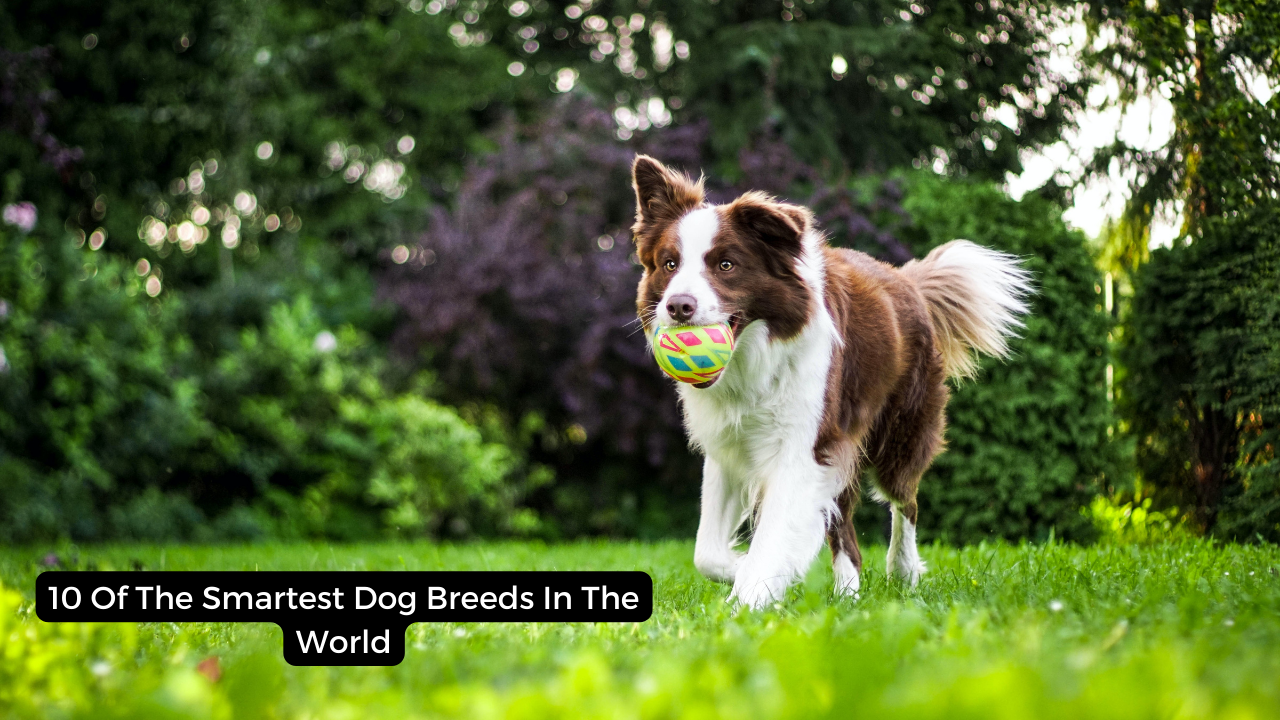 10 Of The Smartest Dog Breeds In The World