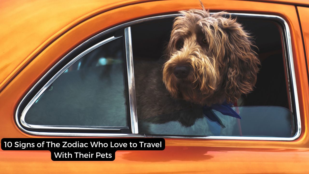 10 Signs of The Zodiac Who Love to Travel With Their Pets