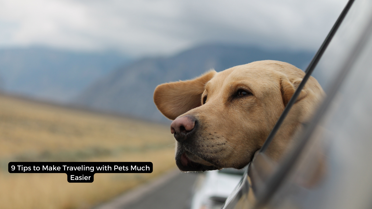 9 Tips to Make Traveling with Pets Much Easier